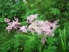 Filipendula glaberrima