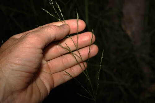 Image of Arundinella nepalensis by (c) Greg Tasney, some rights reserved (CC BY-SA)