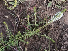 Dischisma ciliatum erinoides