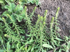 Dischisma ciliatum erinoides