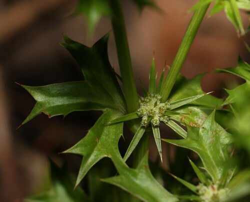 Image of Eryngium expansum by (c) Greg Tasney, some rights reserved (CC BY-SA)