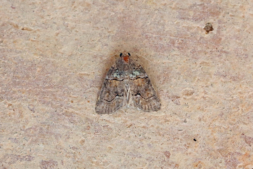 Bryophila ravula