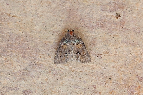 Bryophile lupuline (La)