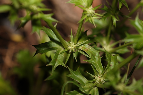 Image of Eryngium expansum by (c) Greg Tasney, some rights reserved (CC BY-SA)
