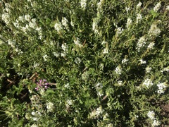 Dischisma ciliatum erinoides