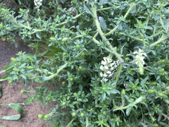 Dischisma ciliatum erinoides