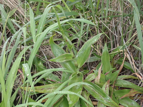 Foto de Planta de cesta