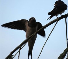 Hirundo rustica