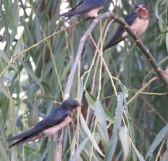 Hirundo rustica