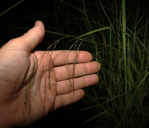 Leptochloa decipiens observed 2024-01-06
