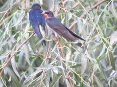 Hirundo rustica