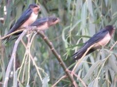 Hirundo rustica