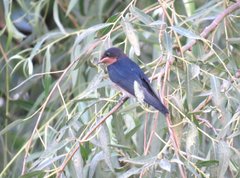 Hirundo rustica
