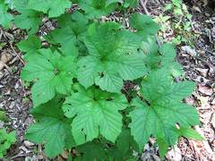 Filipendula glaberrima