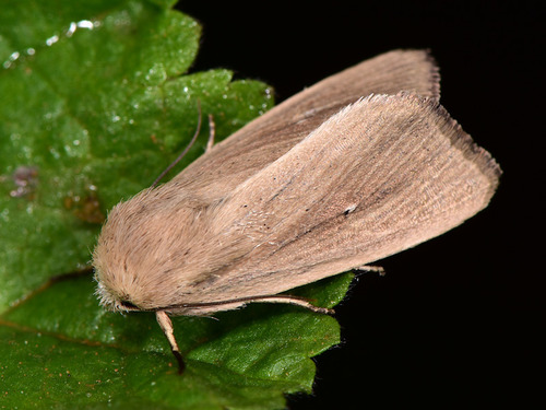 Mythimna sicula