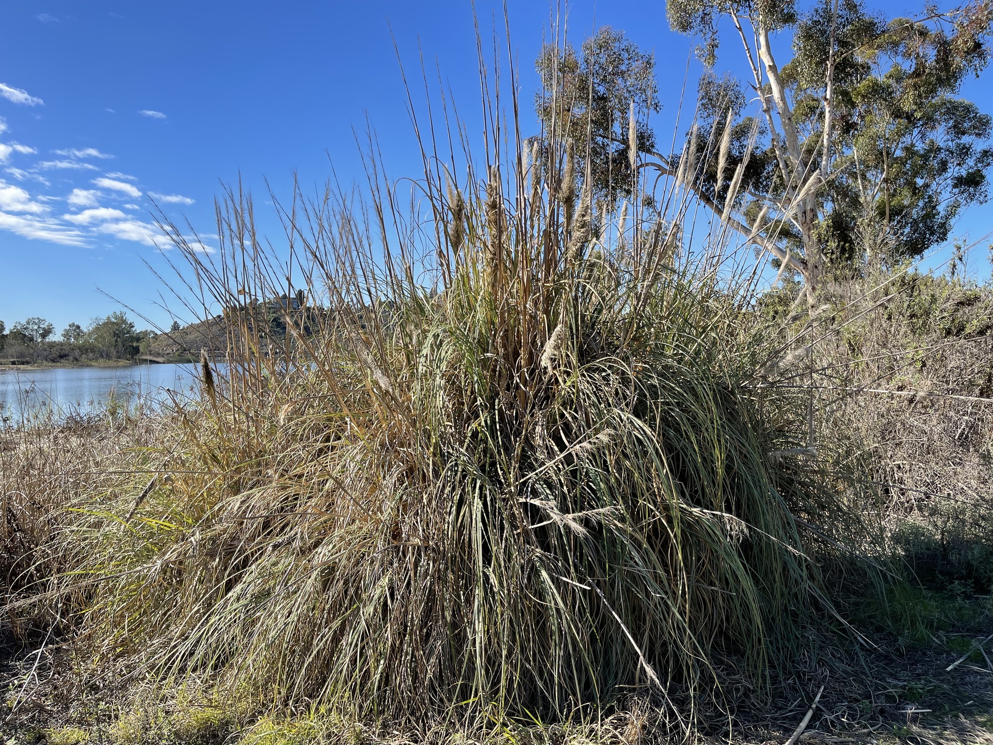 Imagem de Capim-dos-pampas
