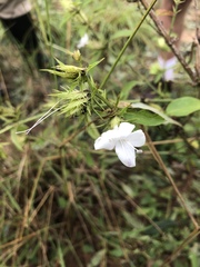 Barleria elegans