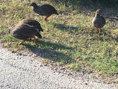 Pternistis afer castaneiventer