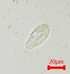 Ciliophora