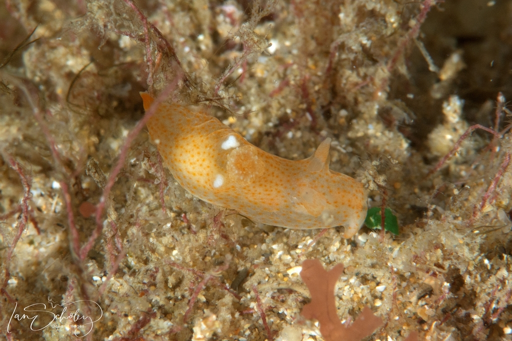 Polycerinae from Victoria, Australia on January 5, 2024 at 10:11 PM by ...