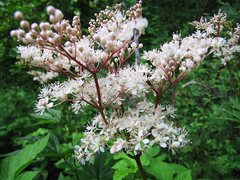 Filipendula palmata