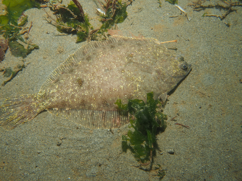 Butter Sole