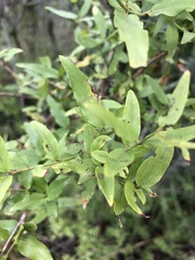 Jasminum multipartitum