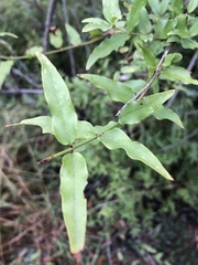 Jasminum multipartitum