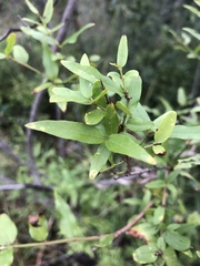 Jasminum multipartitum