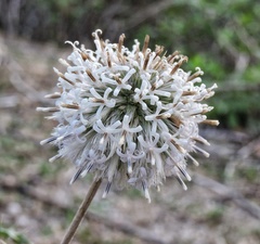 Echinops echinatus