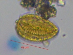 Surirella