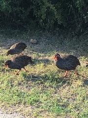 Pternistis afer castaneiventer