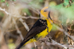 Ploceus nigricollis