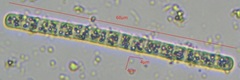 Cyanobacteria