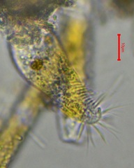 Ciliophora