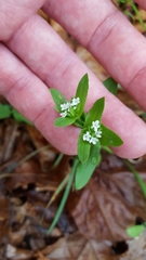 Valerianella chenopodifolia
