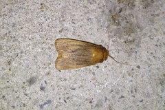 Bityla defigurata