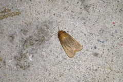 Bityla defigurata