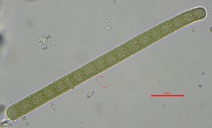 Cyanobacteria