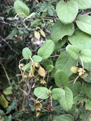 Sphedamnocarpus pruriens pruriens