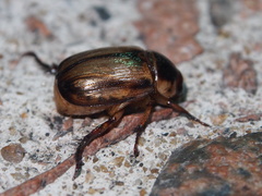 Anomala varicolor