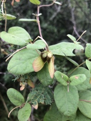 Sphedamnocarpus pruriens pruriens
