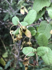 Sphedamnocarpus pruriens pruriens