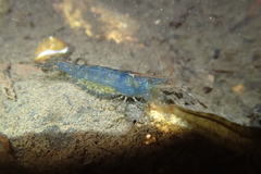 Caridina cantonensis