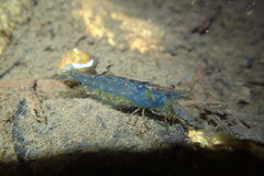 Caridina cantonensis