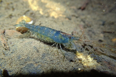 Caridina cantonensis