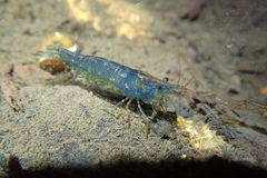 Caridina cantonensis