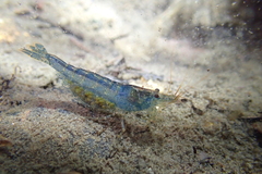 Caridina cantonensis
