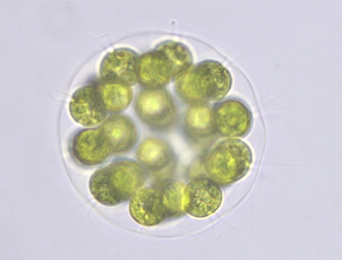 Eudorina