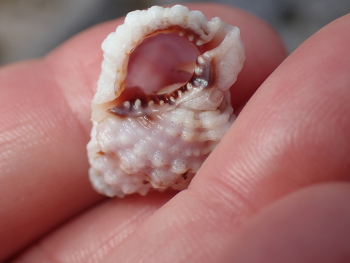 Wine-mouth Frog shell
